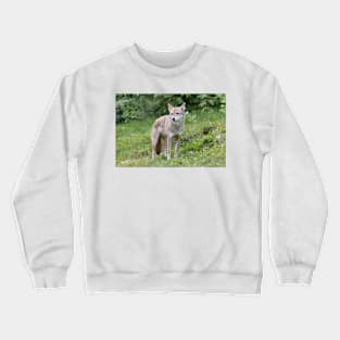 A lone Coyote in the forest Crewneck Sweatshirt